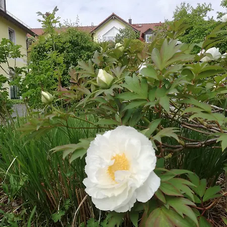 누머호프 3* 에르딩