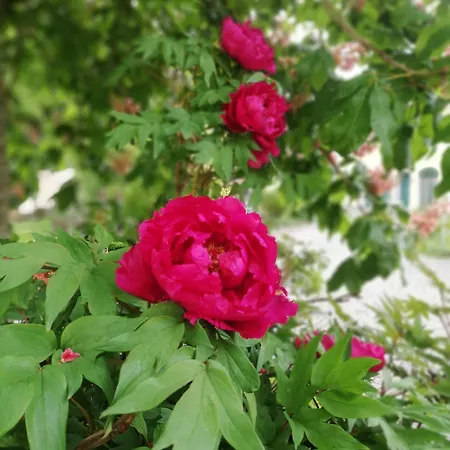 호텔 누머호프 에르딩